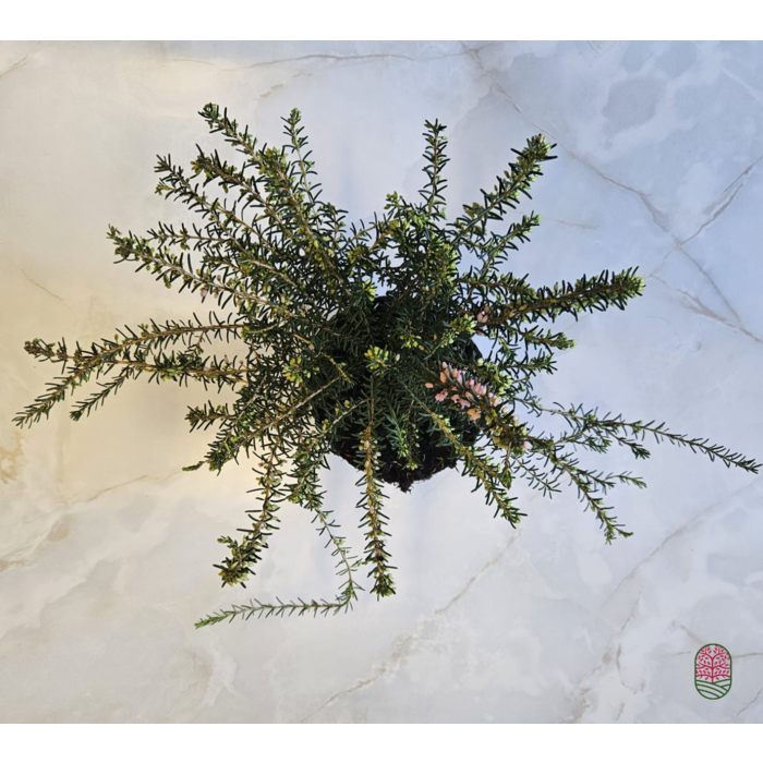 Winterheide | Erica darleyensis. 'Darley Dale'  P10,5