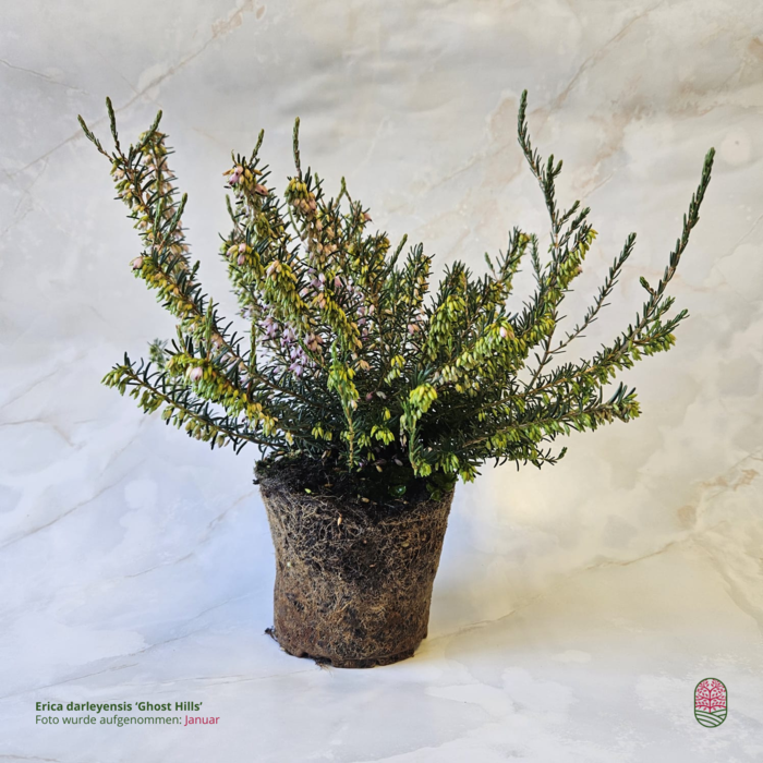 Winterheide | Erica darleyensis 'Ghost Hills'  P10,5 Winterheide | Erica darleyensis 'Ghost Hills'  P10,5
