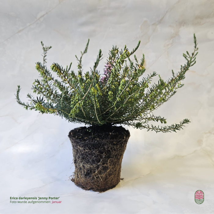 Winterheide | Erica darleyensis. 'Jenny Porter' P10,5