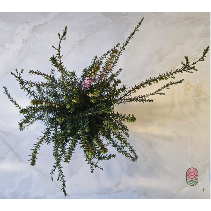 Winterheide | Erica darleyensis. 'Jenny Porter' P10,5