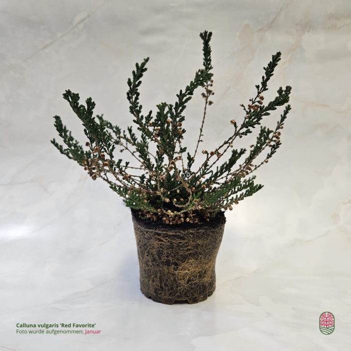 Struikheide | Calluna vulgaris.  'Red Favorite' P10,5