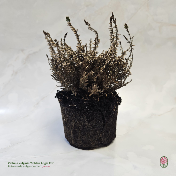 Struikheide | Calluna vulgaris.  'Golden Angie' Rood  P10,5