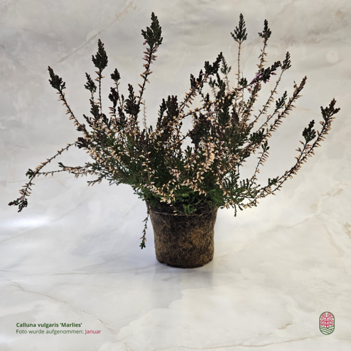 Struikheide | Calluna vulgaris. 'Marlies' P9
