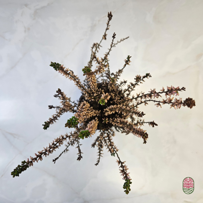 Struikheide | Calluna vulgaris.  'Golden Angie' Wit  P10,5