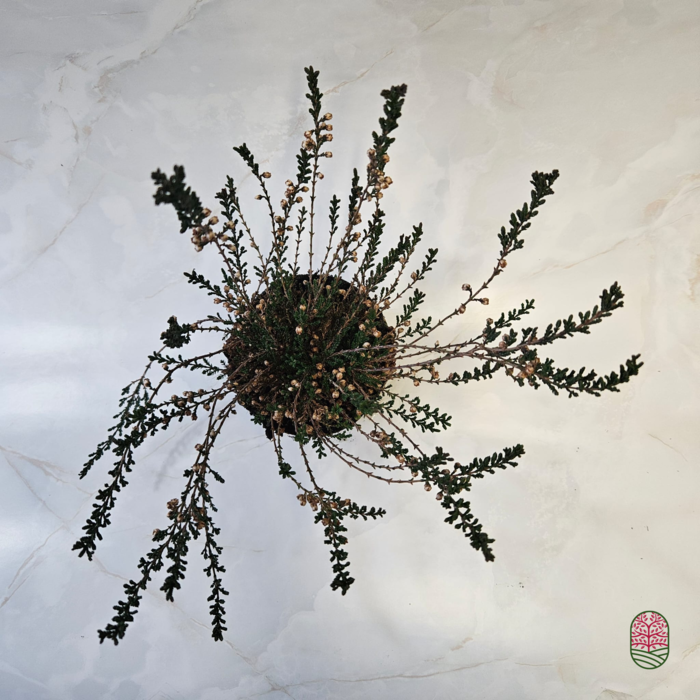 Struikheide | Calluna vulgaris.  'Red Favorite' P10,5