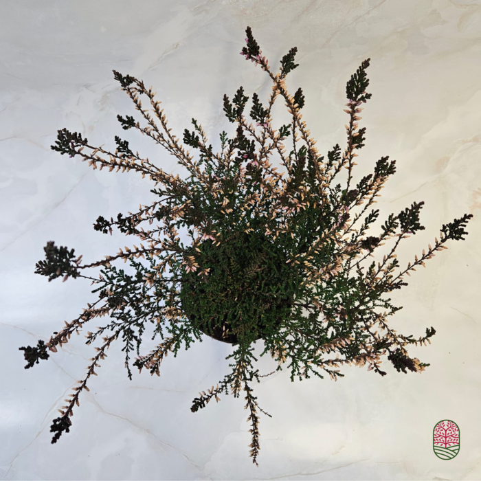 Struikheide | Calluna vulgaris. 'Marlies' P9