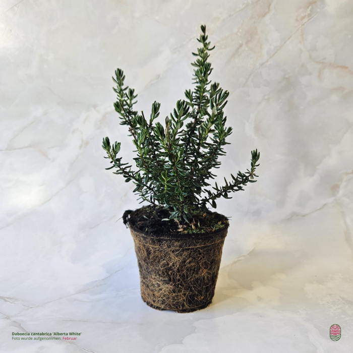 Irische Heide | Daboecia cantabrica 'Alberta White'  P10,5