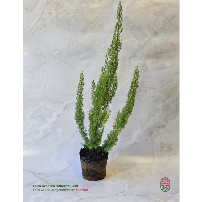 Baumheide | Erica arborea 'Albert's Gold' P11