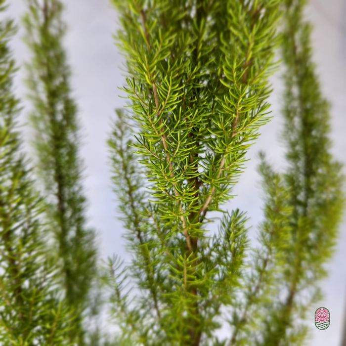 Baumheide | Erica arborea 'Albert's Gold' P11