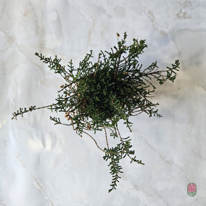 Sommerheide / Besenheide | Calluna vulgaris 'Kinlochruel'  P10,5