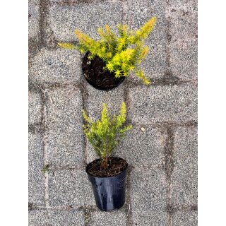 Baby Baumheide | Erica arborea 'Albert's Gold' P9,5
