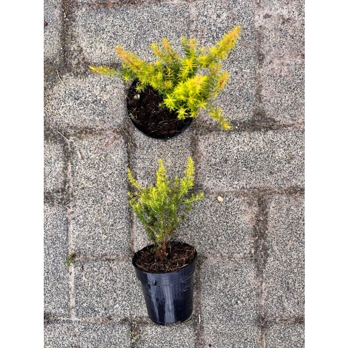 Baumheide | Erica arborea 'Albert's Gold' P10,5