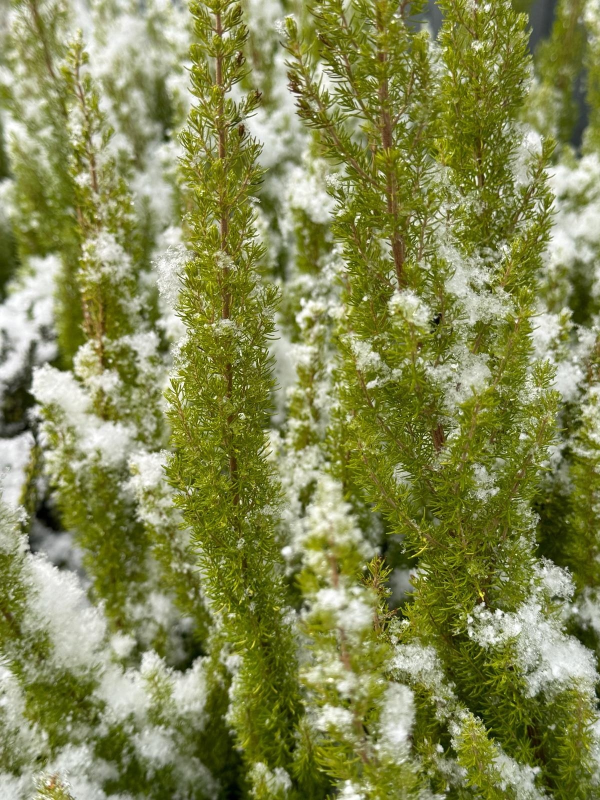 Baumheide | Erica arborea 'Albert's Gold' P10,5