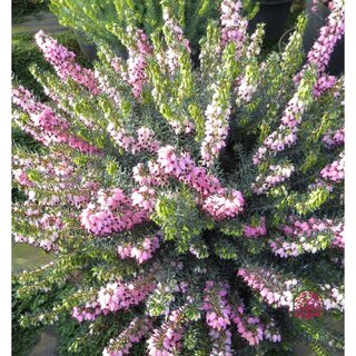 Winterheide | Erica darleyensis. 'Winter Treasure'  P10,5