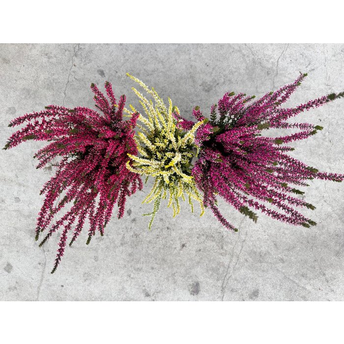 Calluna vulgaris. 'Garden Girls' mix  15/20cm P11