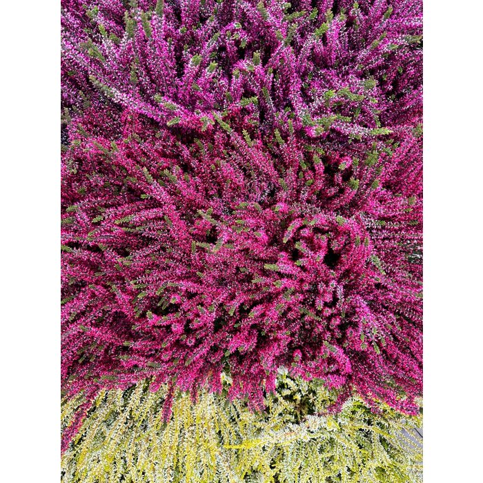 Calluna vulgaris. 'Garden Girls' mix  15/20cm P11