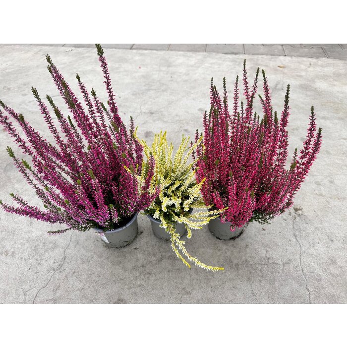 Calluna vulgaris. 'Garden Girls' mix  15/20cm P11