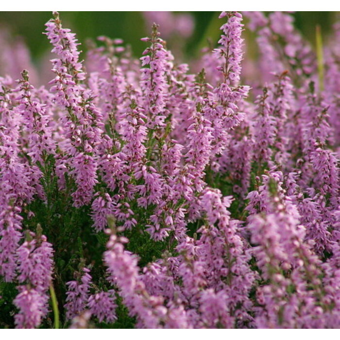 Calluna vulgaris - Echtes Heidekraut P9