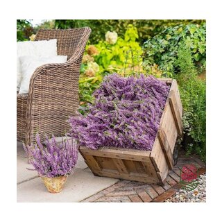 Besenheide | Calluna vulgaris 'Herbstlavendel' P11
