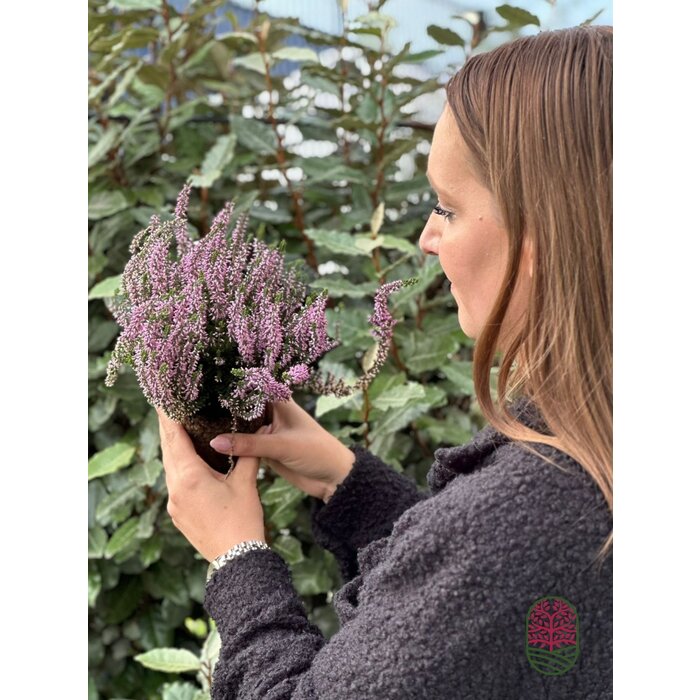 Besenheide | Calluna vulgaris 'Herbstlavendel' P11