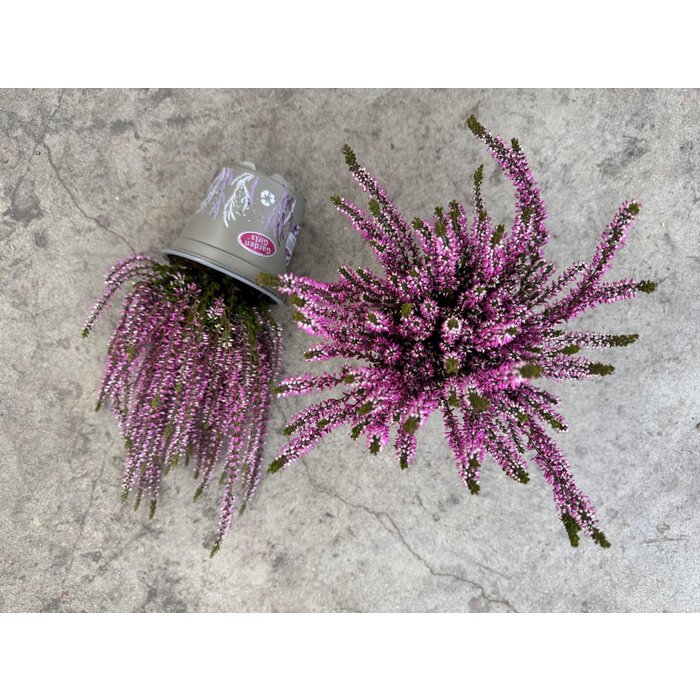 Besenheide | Calluna vulgaris 'Herbstlavendel' P11