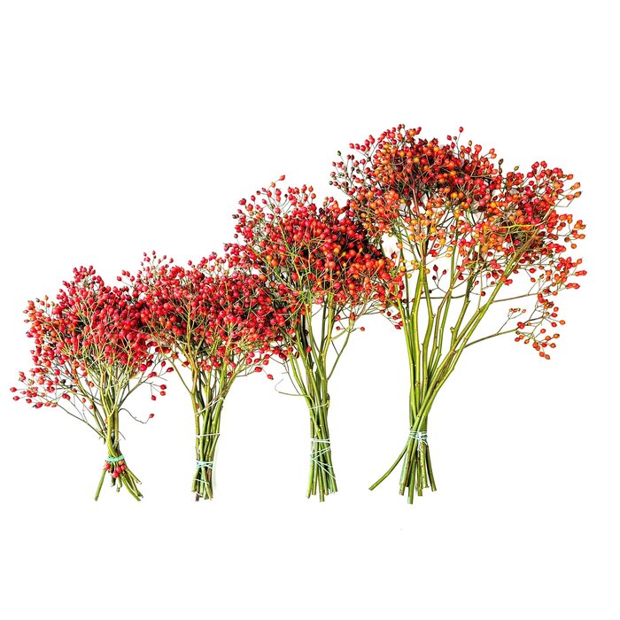 Hagebuttenzweige – 50cm, rote Hagebutte