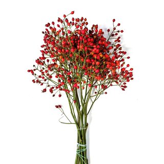 Hagebuttenzweige – 50cm, rote Hagebutte