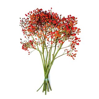 Hagebuttenzweige – 60cm, rote Hagebutte