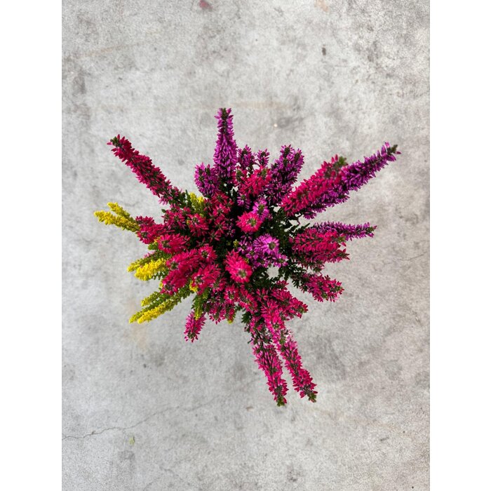Besenheide | Calluna vulgaris 'Beauty Lady Trio' P12