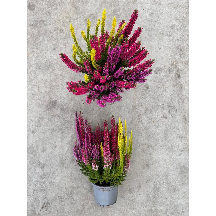 Besenheide | Calluna vulgaris 'Beauty Lady Trio' P12