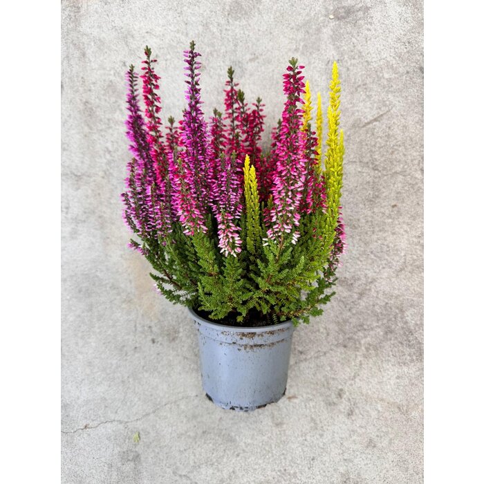 Besenheide | Calluna vulgaris 'Beauty Lady Trio' P12