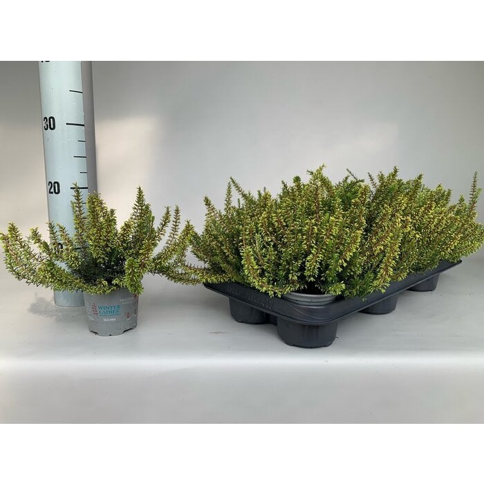 Erica carnea 'Winter Ladies' - rosa weiß Mix P6