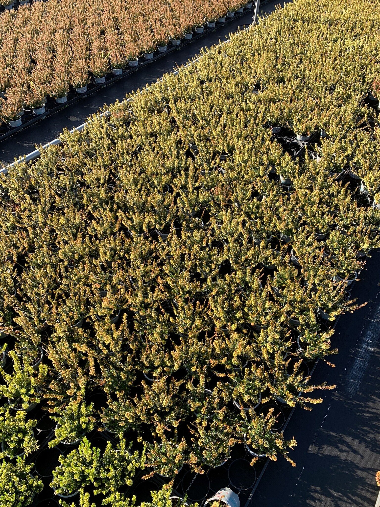 Erica carnea 'Winter Ladies' - rosa weiß Mix P6