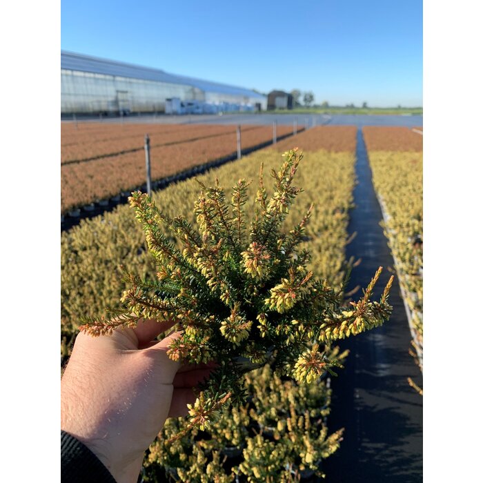 Erica carnea 'Winter Ladies' - Mix P9