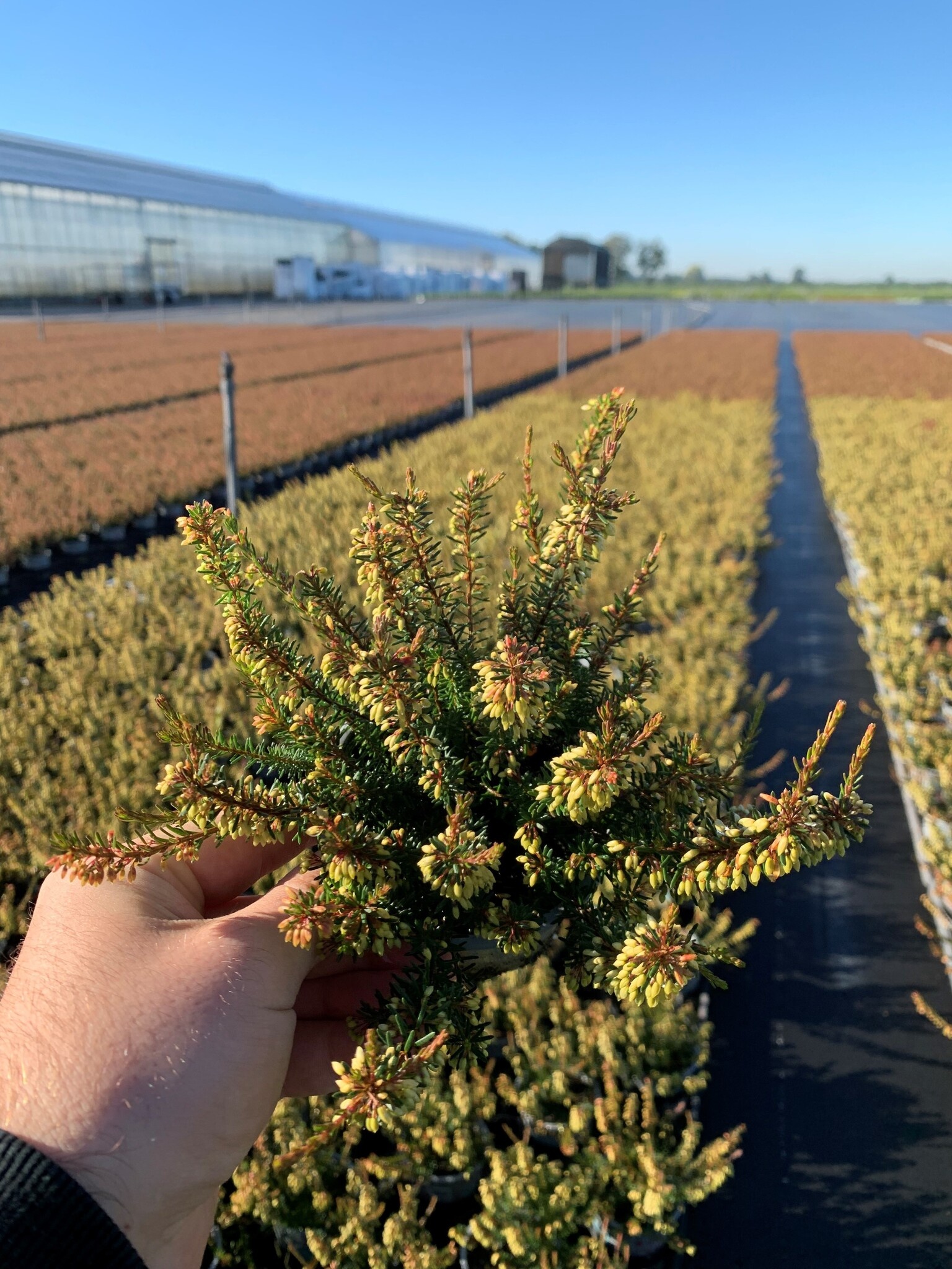 Erica carnea 'Winter Ladies' - rosa P9 Erica carnea 'Winter Ladies' - rosa P9