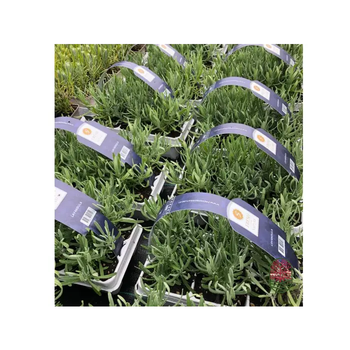 Lavendel | Lavandula angustifolia Fresh from Nature