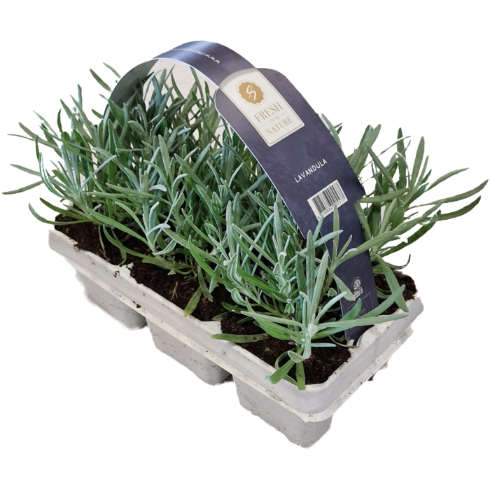 Lavendel | Lavandula angustifolia Fresh from Nature
