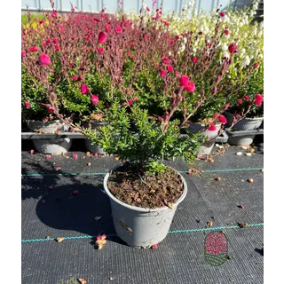 Irische Heide | Daboecia cantabrica 'Angelina' P9