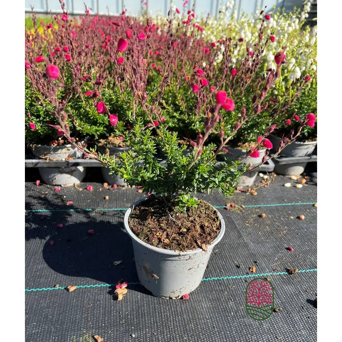 Irische Heide | Daboecia cantabrica 'Angelina' P9