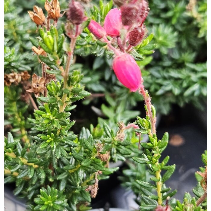 Irische Heide | Daboecia cantabrica 'Angelina' P9