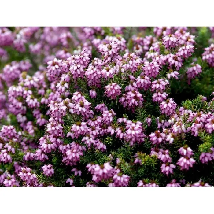 Winterheide | Erica darleyensis. 'Mary Helen' P9,5