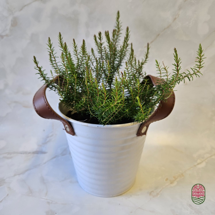 Winterheide | Erica darleyensis. 'Mary Helen' P9,5