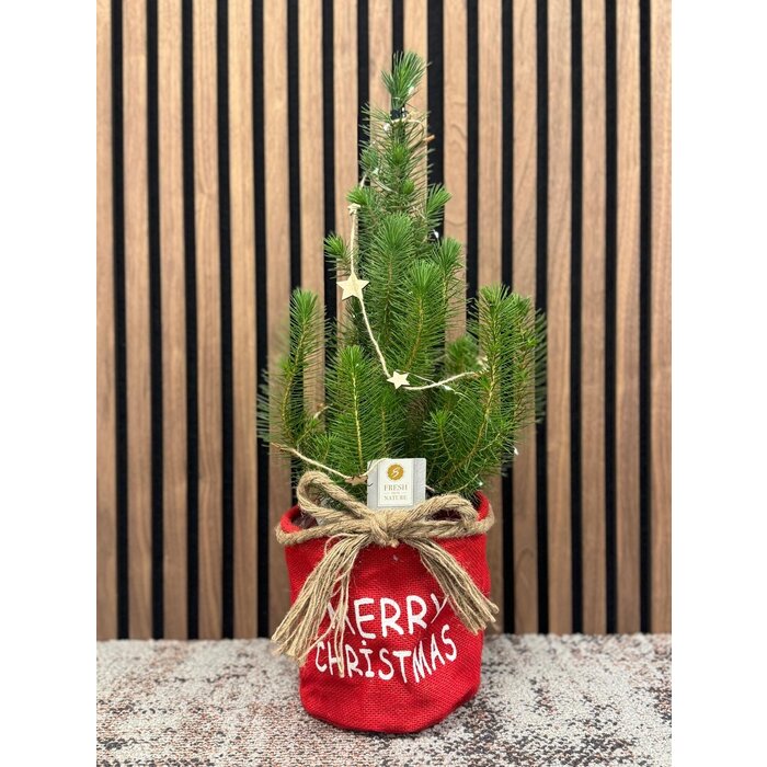 Pinus pinea 'Silver Crest' - Weihnachtsbaum im Stoffbeutel mit Lichtern und Dekorationen P17