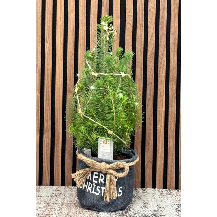 Pinus pinea 'Silver Crest' - Weihnachtsbaum im Stoffbeutel mit Lichtern und Dekorationen P17