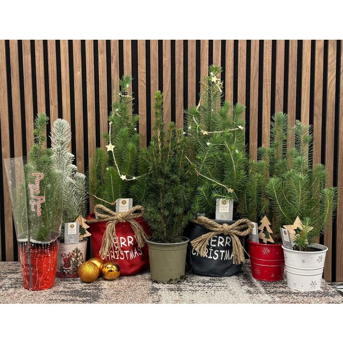 Pinus pinea 'Silver Crest' - Weihnachtsbaum im Stoffbeutel mit Lichtern und Dekorationen P17