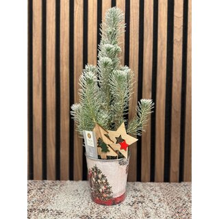 Pinus pinea 'Silver Crest' - Weihnachtsbaum mit Schnee im Zinktopf  P10,5