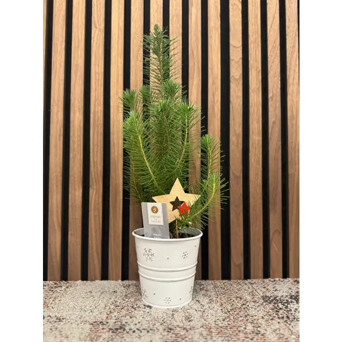 Pinus pinea 'Silver Crest' - Weihnachtsbaum im Zinktopf  P10,5