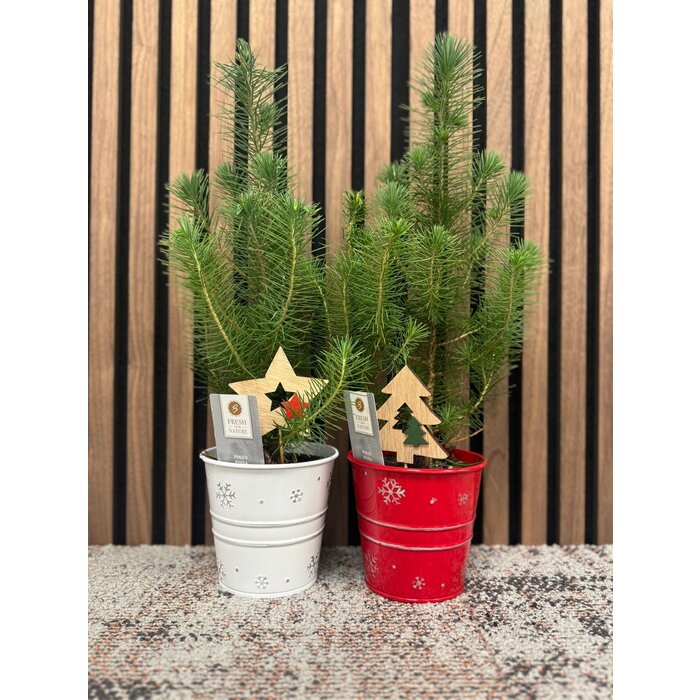 Pinus pinea 'Silver Crest' - Weihnachtsbaum im Zinktopf  P10,5