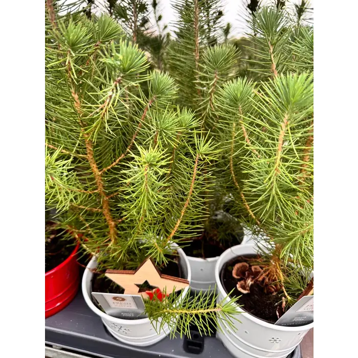 Pinus pinea 'Silver Crest' - Weihnachtsbaum im Zinktopf  P10,5