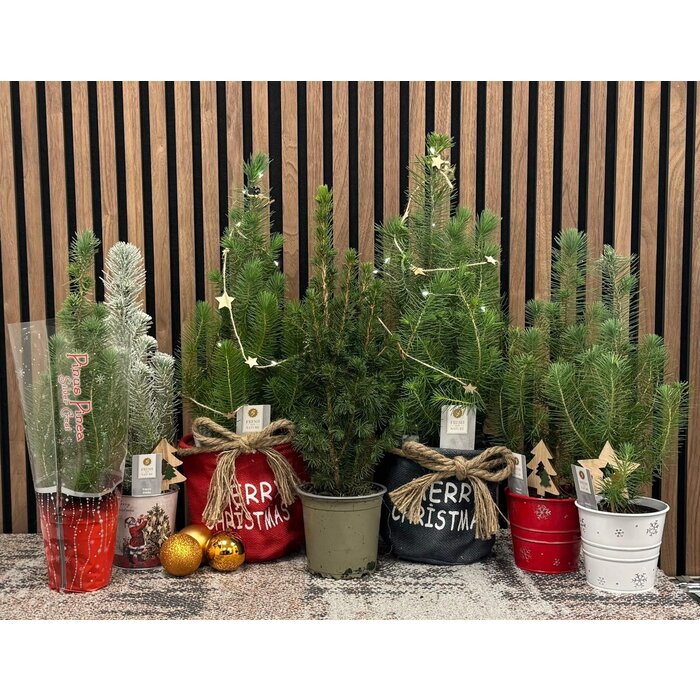 Pinus pinea 'Silver Crest' -  Weihnachtsbaum in Weihnachtsfolie  P10,5